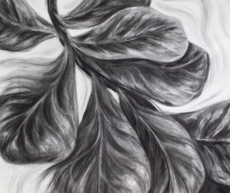 a charcoal drawing of a fiddle fig that leaves appear to be fading away 
